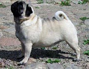 semians Ilse | Pug 