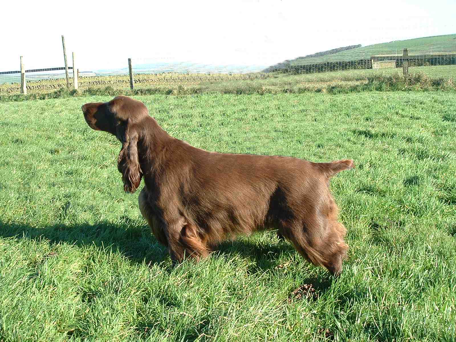 Field Spaniel