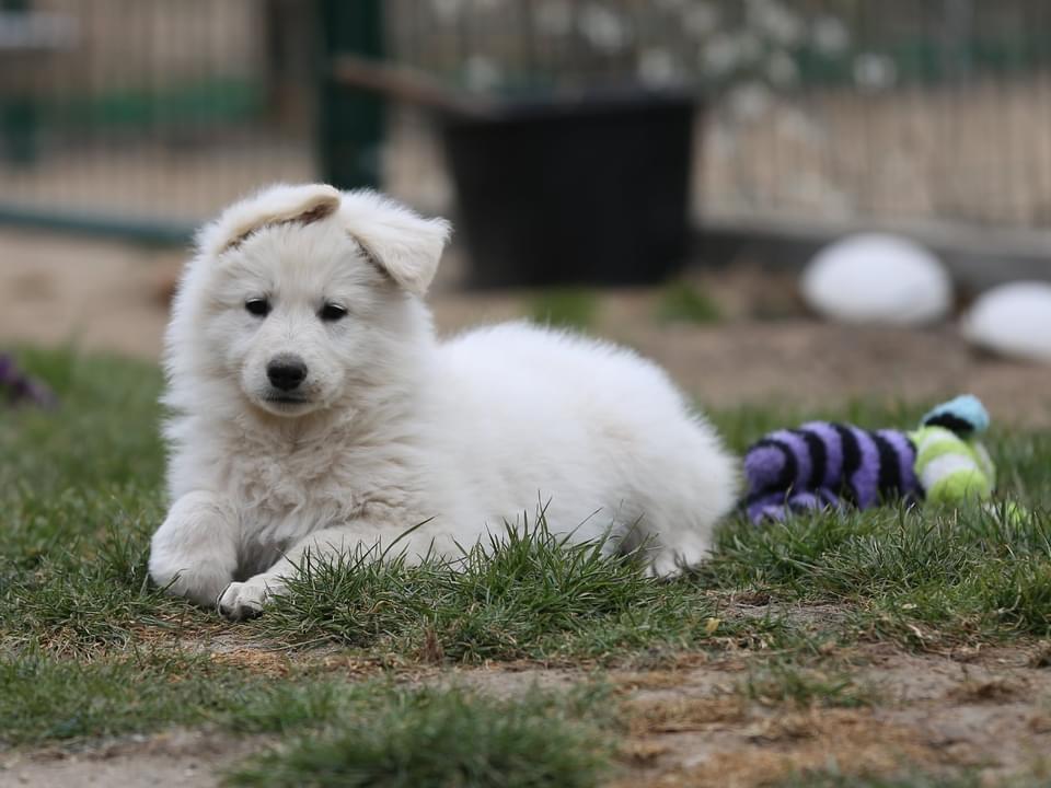 Bruno Diavolocane | White Swiss Shepherd Dog 