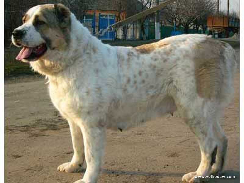 Iris Argadash | Central Asian Shepherd Dog 