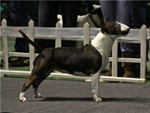 archa rasels bull | Bull Terrier 