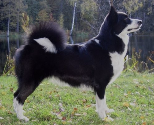 Lonestar kira | Icelandic Sheepdog 