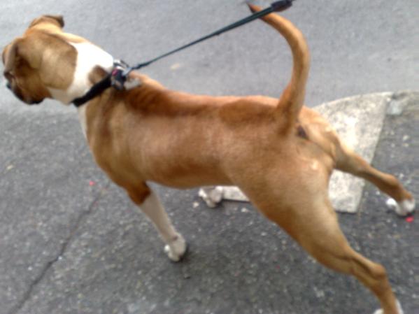 East Coast-Red Joy | American Staffordshire Terrier 