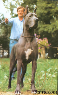 Edda Von Trautheim | Great Dane 