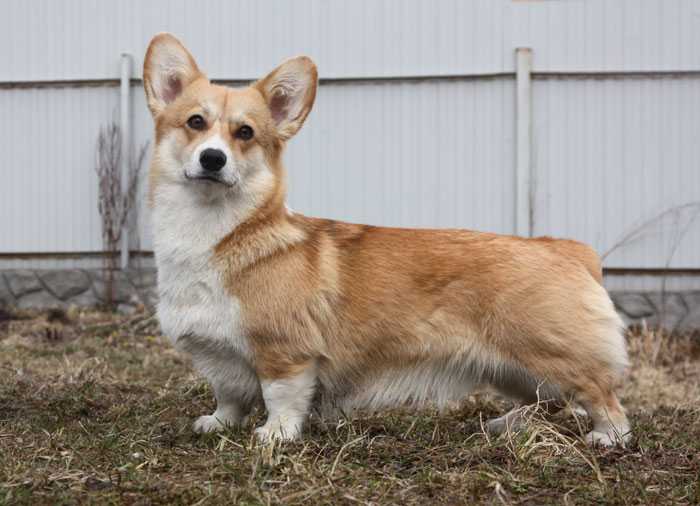 Hailait's Xenia | Pembroke Welsh Corgi 