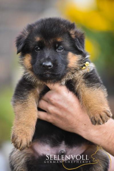 Jesse vom Seelenvoll | German Shepherd Dog 