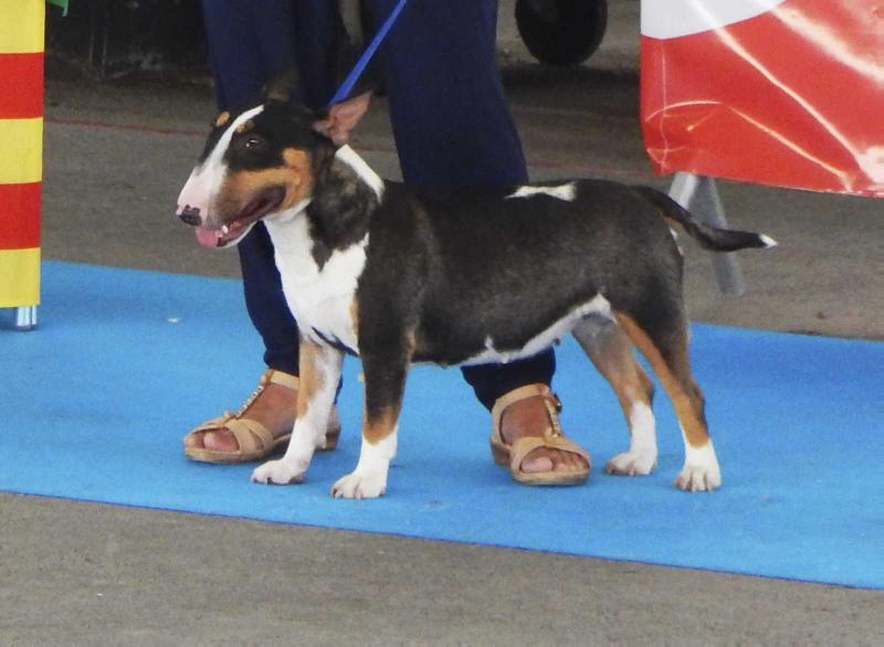 AMAGAMMA ELISEYA TREZOROVNA | Miniature Bull Terrier 