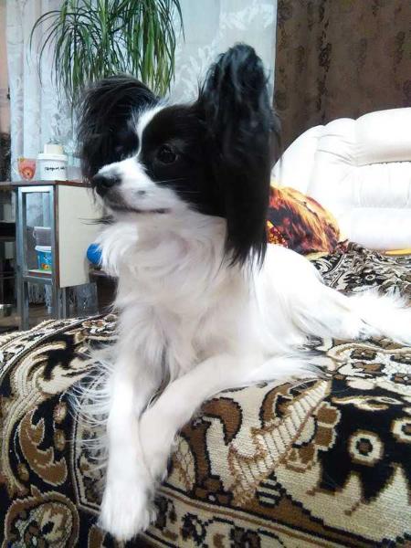 Olgenhaus Jasmin | Papillon 