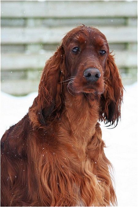 Oakdene's Kilby | Irish Setter 