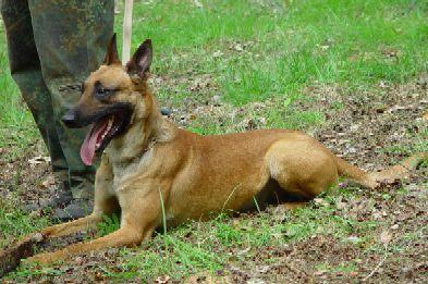 Max von den zwei M | Belgian Malinois 