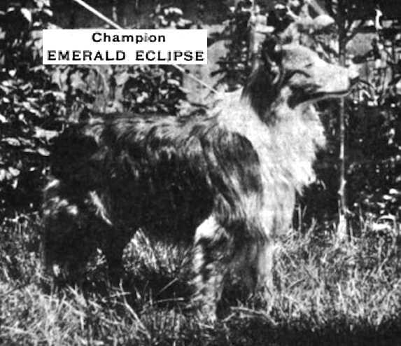 Emerald Eclipse (059670) | Rough Collie 