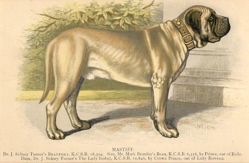 Beaufort (1884) KCSB 13504 | Mastiff 