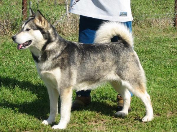 Freya Little Bear | Alaskan Malamute 