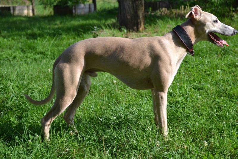 MERIADOC BRANDYBUCK de la Côte des Lutins | Whippet 