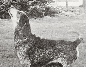 Wilder's Little Goose | American English Coonhound 