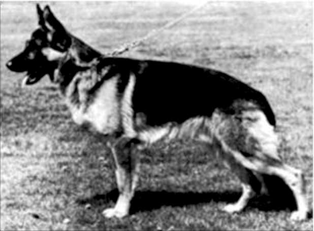 Asso vom Aegidiendamm | German Shepherd Dog 