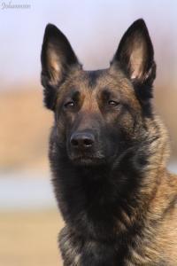 Coco von der Slavenburg | Belgian Malinois 