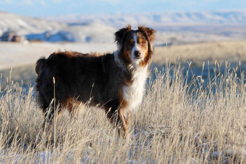 Horse Creek’s Dallas Kowgirl | Australian Shepherd 