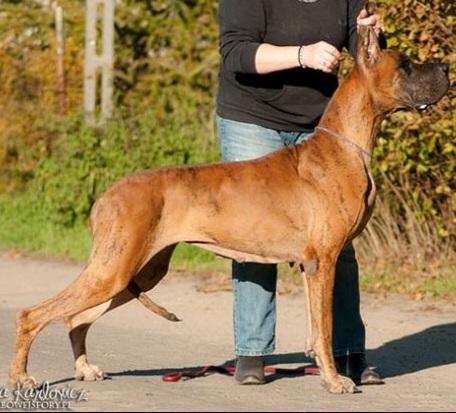 TANGERYNKA Z KUZNI NAPOLEONSKIEJ | Great Dane 