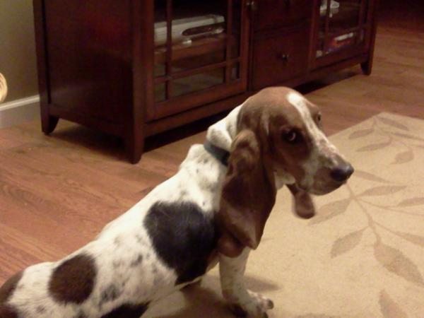 Our Dixie Duke | Basset Hound 