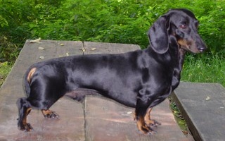 Ken Vom Lachsenbach | Dachshund 