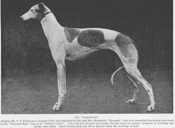 Barmaid (1928) | Greyhound 