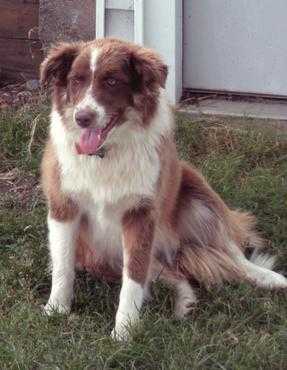 Elsa Blue HCF ABC 356396 | Border Collie 