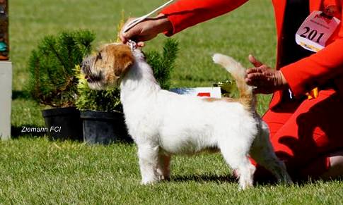 APOLLO CASPAR Ziemann | Jack Russell Terrier 