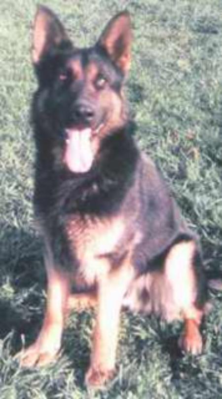 Ed vom Neffelsbach | German Shepherd Dog 