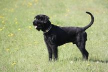 Akerblommans In Extenso | Giant Schnauzer 