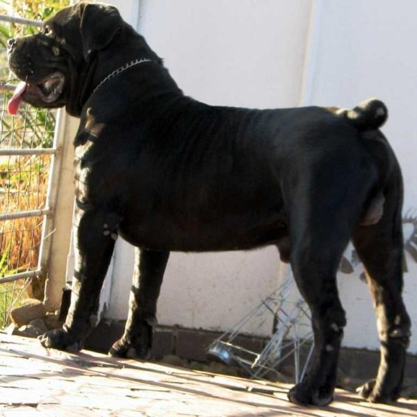 Spitsvuur Ramkat (94.7) | African Boerboel 