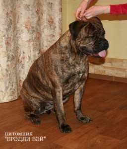 Bredli Vey  Regina Esson | Bullmastiff 