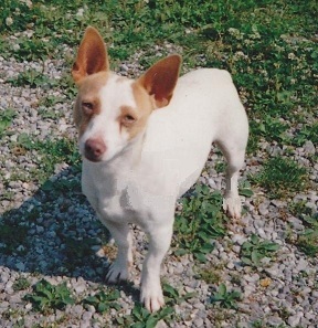 Bankert's Rambo | Rat Terrier 