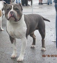 Joy's Nothing Tiny Bout Me | American Pit Bull Terrier 