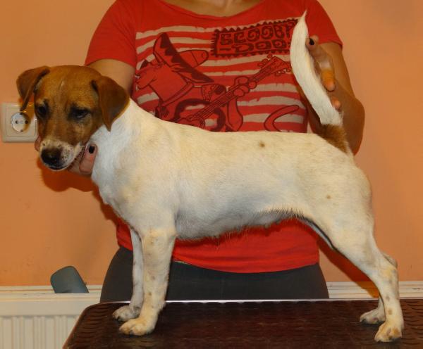 Gang-Staff Cissy | Jack Russell Terrier 