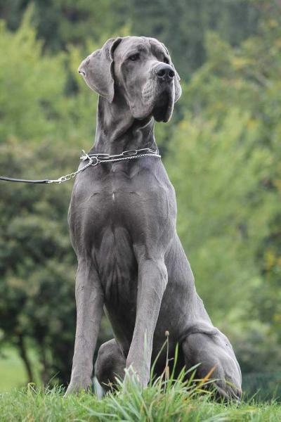 Uganda de Casalbero | Great Dane 