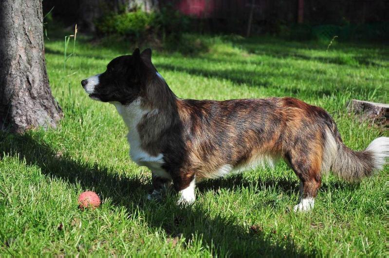 Teremok Lyubopytnaya Varvara | Cardigan Welsh Corgi 