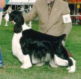 Salilyn's Turbulance | English Springer Spaniel 