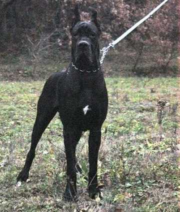 Utanalussa de la Benjamine | Great Dane 