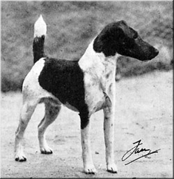 Abberdale Admiral | Smooth Fox Terrier 