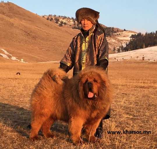 ULAANT | Tibetan Mastiff 