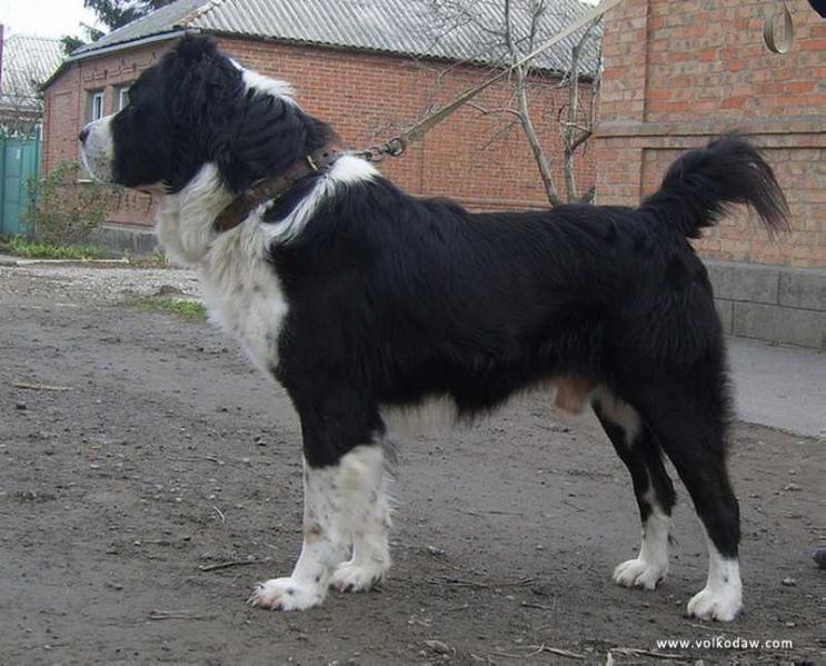 Karakurt Oberemko | Central Asian Shepherd Dog 