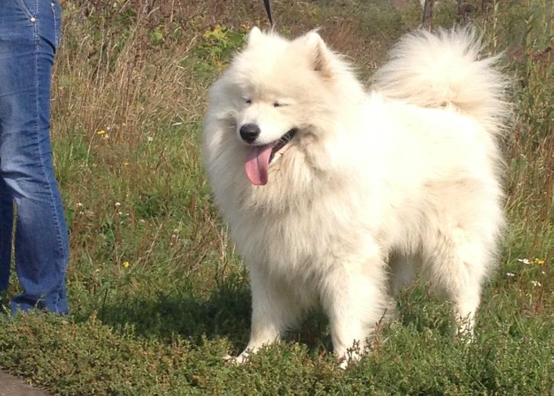 Fioro Ganni Domingo El Tores | Samoyed 