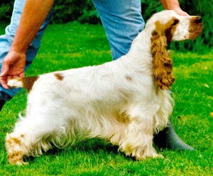 Lochdene Time Keeper | English Cocker Spaniel 