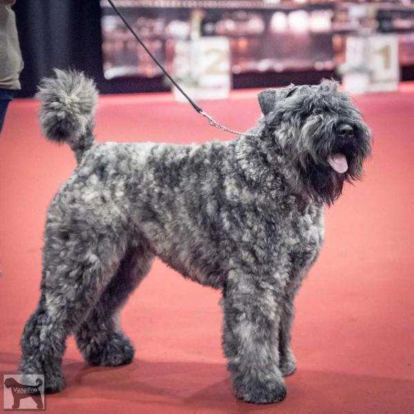 Vanadine Zeno | Bouvier des Flandres 