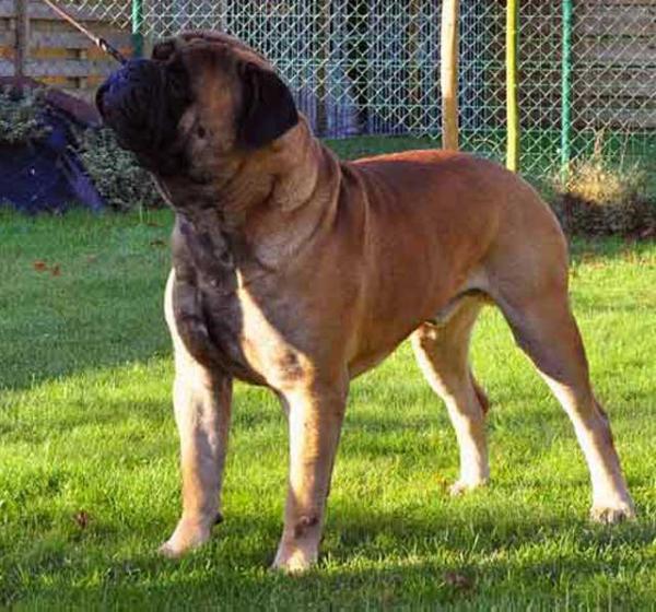 Famousbill of The Bumble Barns | Bullmastiff 