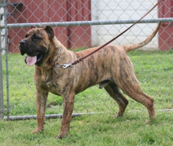 Tarantino De Fencing Dogs | Perro de Presa Canario 