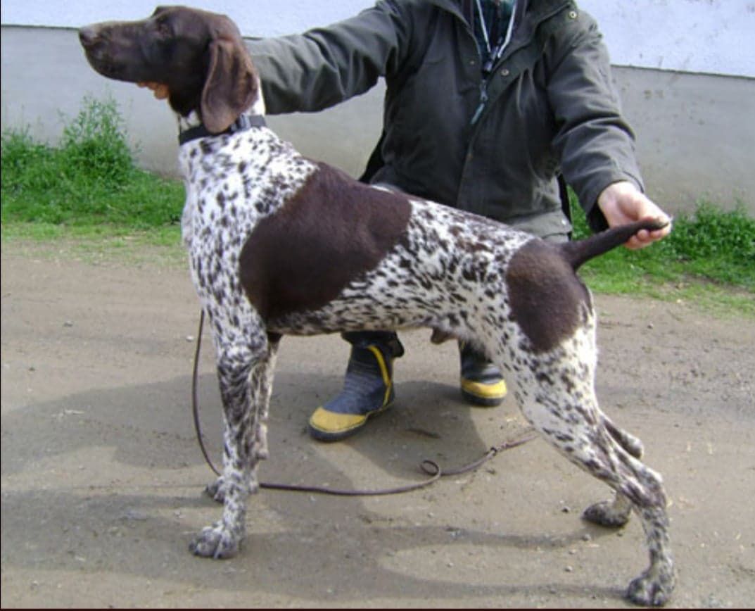 Elber Du Nid Aux Nobles | German Shorthaired Pointer 