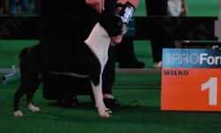 Celebration Z Czanca Sylena | Boston Terrier 