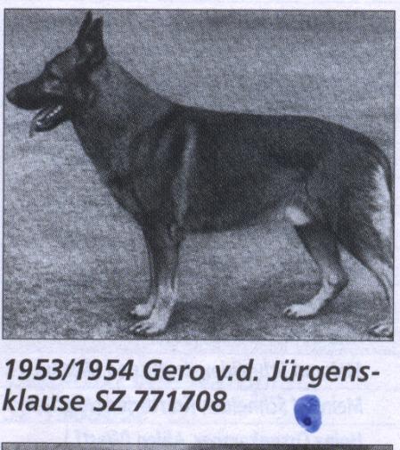 Gero aus der Jürgensklause | German Shepherd Dog 